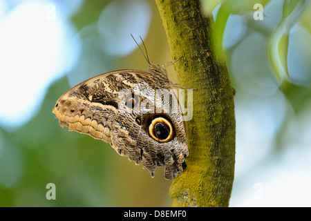 Foresta di farfalla civetta gigante (Caligo eurilochus) su un ramo Foto Stock