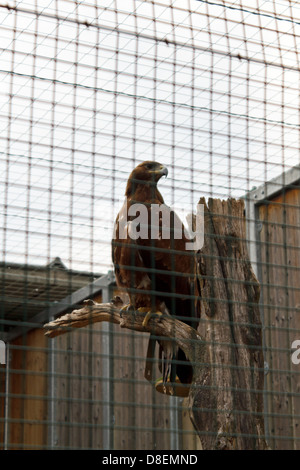 Villach, Austria, un golden eagle allo zoo di uccelli rapaci Landskron Foto Stock