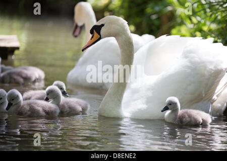 Abbotsbury, UK. 27 Maggio, 2013. Bank Holiday Baby cigni una madre con il suo bambino cigni nato oltre la banca weekend di vacanza. Abbotsbury Swannery nel Dorset è unico. Questo è il solo posto al mondo dove vi sono in grado di camminare attraverso il cuore di una colonia di nidificazione cigni. Credit: Ed pietra/Alamy Live News Foto Stock