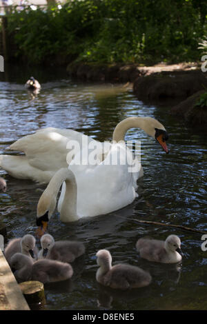 Abbotsbury, UK. 27 Maggio, 2013. Bank Holiday Baby cigni una madre con il suo bambino cigni nato oltre la banca weekend di vacanza. Abbotsbury Swannery nel Dorset è unico. Questo è il solo posto al mondo dove vi sono in grado di camminare attraverso il cuore di una colonia di nidificazione cigni. Credit: Ed pietra/Alamy Live News Foto Stock