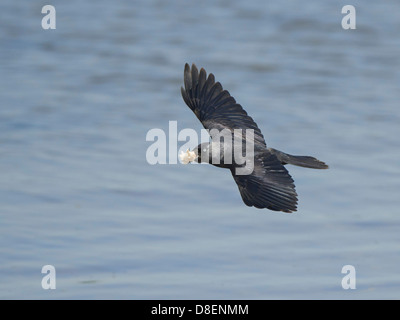 Rook in volo Foto Stock