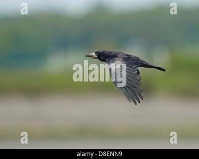 Rook in volo Foto Stock