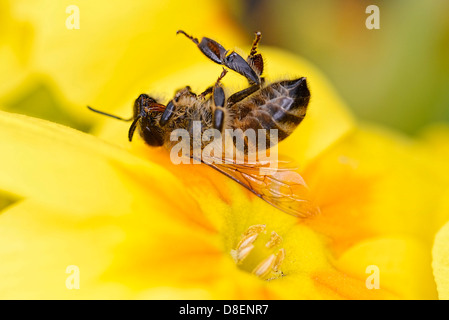 Morto il miele delle api, Apis mellifera, su un fiore, bee morti Foto Stock