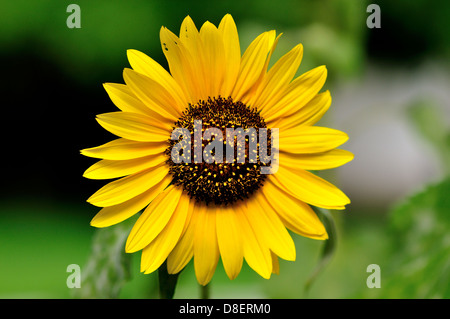 Girasole. Foto Stock