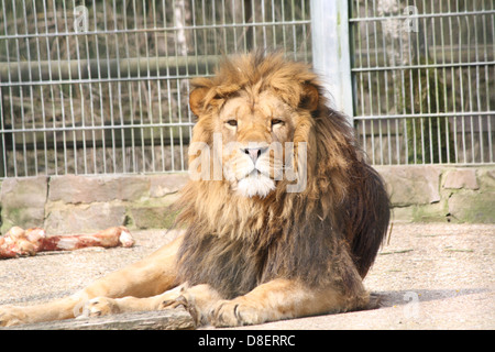 Leone seduto in un recinto dello zoo. Foto Stock