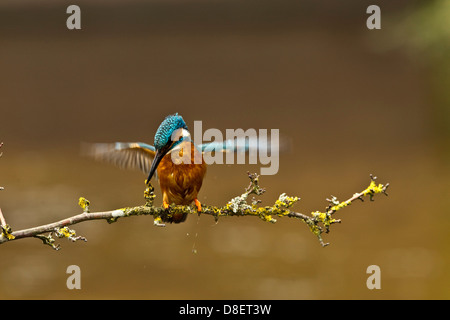 Un assestamento kingfisher stesso e cercando di ottenere il suo equilibrio dopo lo sbarco su un ramo sottile Foto Stock
