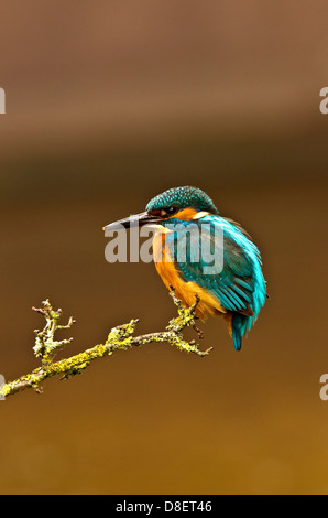 Un kingfisher appollaiato su un ramo su wprcestershire Foto Stock