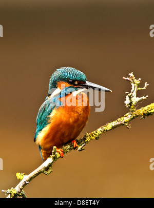 Un kingfisher appollaiato su un ramo e cerca di pesce alla festa sul Foto Stock