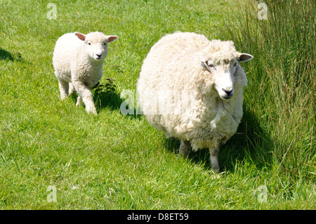 La madre e il bambino ovini in Dorset England Regno Unito Foto Stock