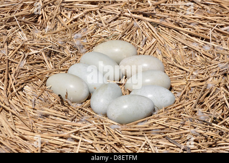 Cigno (Cygnus olor) uova Abbotsbury Swannery, Dorset Foto Stock