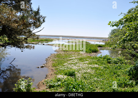 Paesaggio di Abbotsbury Swannery, Dorset Foto Stock