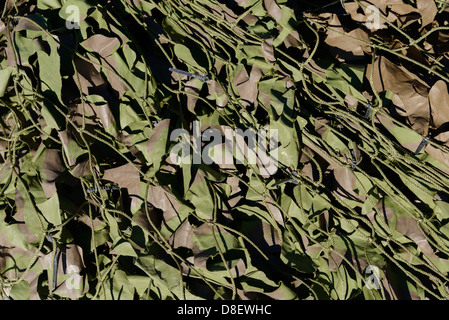 Army camouflage netting dettaglio Foto Stock