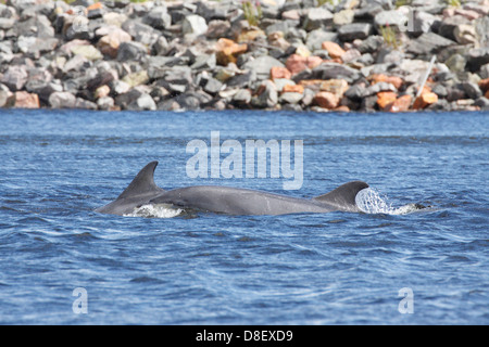 Il tursiope o delfino maggiore (tursiops truncatus), porto di Inverness, Scotland, Regno Unito Foto Stock