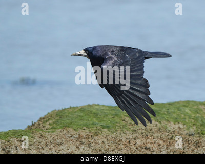 Rook in volo Foto Stock