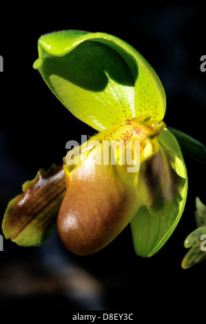 Pianella della Madonna di fiori di orchidea Paphiopedilum Valime Foto Stock