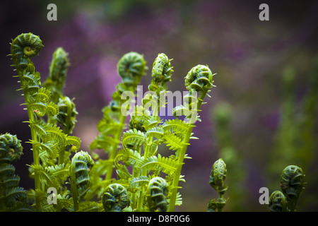 Struzzo commestibile 'fiddlehead' felci crescente al Green Gables in Cavendish, Isola del Principe Edoardo Foto Stock