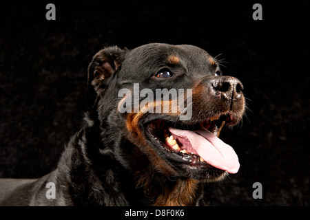 Di razza Rottweiler su sfondo nero Foto Stock