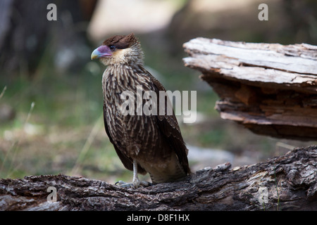 Nasello di Patagonia meridionale Caracara crestato bird in appoggio su di un registro Foto Stock