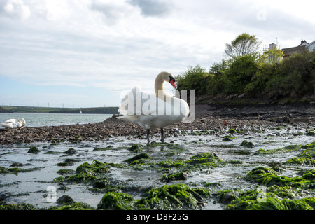 Un cigno in piedi in un flusso di acqua dolce Foto Stock