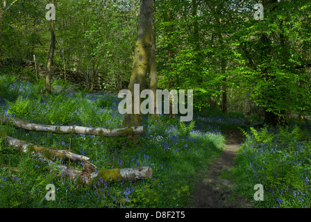 Percorso attraverso Dorothy Farrer della molla del legno, vicino Staveley, Parco Nazionale del Distretto dei Laghi, Cumbria, England Regno Unito Foto Stock