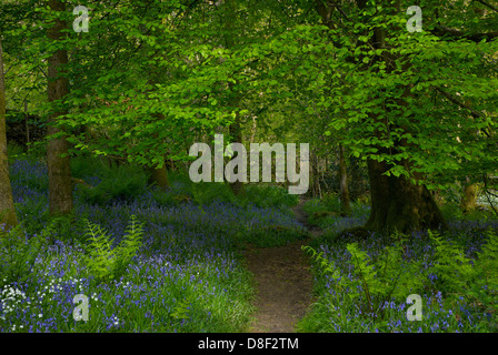 Percorso attraverso Dorothy Farrer della molla del legno, vicino Staveley, Parco Nazionale del Distretto dei Laghi, Cumbria, England Regno Unito Foto Stock