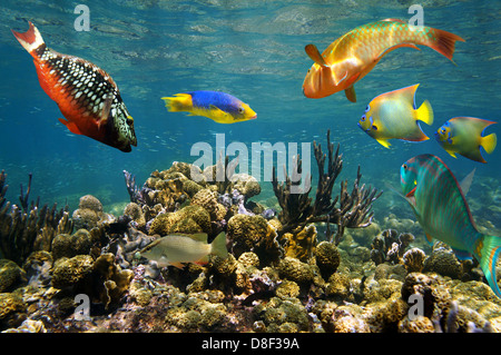 Una sana barriera corallina con pesci colorati appena sotto la superficie dell'acqua, il mare dei Caraibi Foto Stock