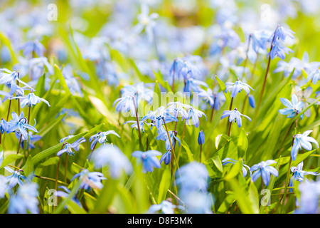 Primo piano di inizio primavera fiori blu gloria-della-Neve che fiorisce in primavera soleggiata prato Foto Stock