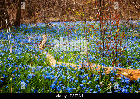 Un tappeto di inizio primavera fiori blu gloria-della-Neve che fiorisce in abbondanza sul suolo della foresta. In Ontario, Canada. Foto Stock