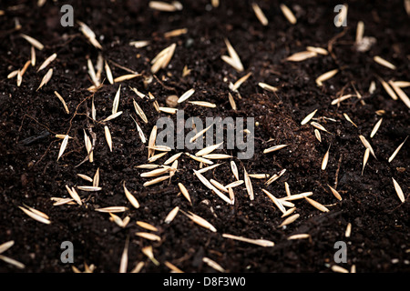 Primo piano di sementi di erba sul terreno fertile Foto Stock