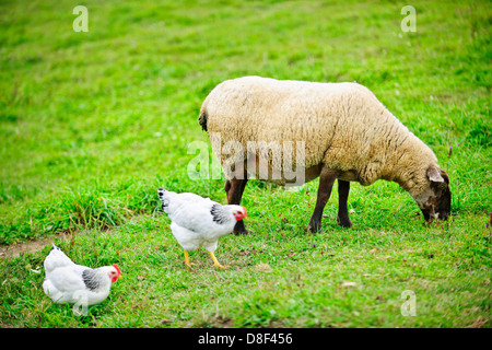 Pecore e polli liberi di pascolare su scala piccola azienda agricola sostenibile Foto Stock