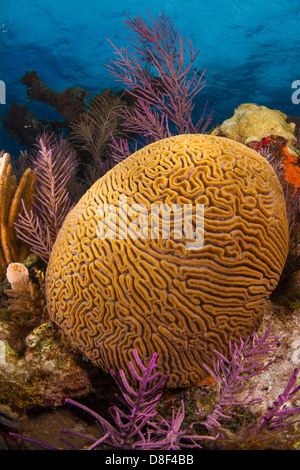 Cervello scanalato coral crescendo in Florida Keys off di un sistema di barriera corallina in Key Largo, Florida. Foto Stock