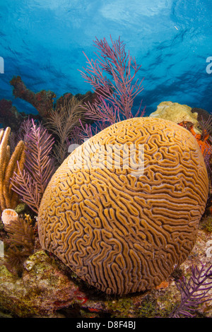 Cervello scanalato coral crescendo in Florida Keys off di un sistema di barriera corallina in Key Largo, Florida. Foto Stock