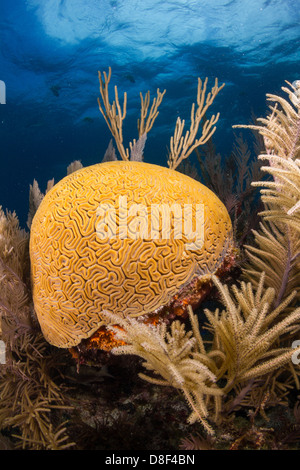 Cervello scanalato coral crescendo in Florida Keys off di un sistema di barriera corallina in Key Largo, Florida. Foto Stock