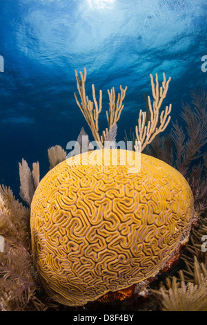 Cervello scanalato coral crescendo in Florida Keys off di un sistema di barriera corallina in Key Largo, Florida. Foto Stock