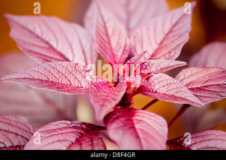 Red spinaci, Amaranthus dubius, India Foto Stock