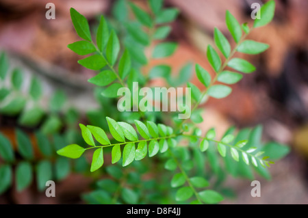 Foglie di curry impianto Foto Stock