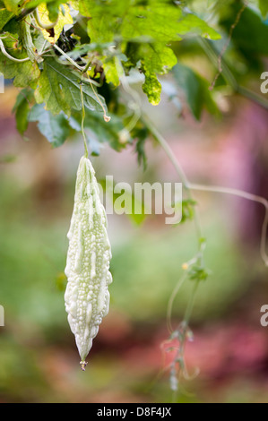 Il melone amaro allevamento vegetale Foto Stock