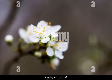 Prunus spinosa. Prugnolo blossom nella siepe. Foto Stock