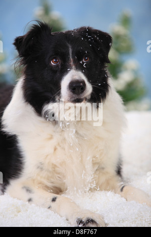 Border Collie, 15 anni |Border Collie, Ruede, 15 Jahre alt / alter Hund Foto Stock