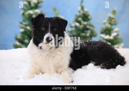Border Collie, 15 anni |Border Collie, Ruede, 15 Jahre alt / alter Hund Foto Stock