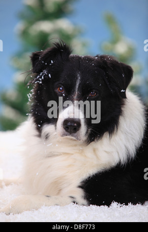 Border Collie, 15 anni |Border Collie, Ruede, 15 Jahre alt / alter Hund Foto Stock