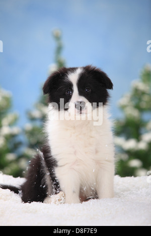 Border Collie, cucciolo, 11 settimane |Border Collie, Welpe, 11 Wochen Foto Stock