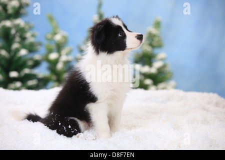 Border Collie, cucciolo, 11 settimane |Border Collie, Welpe, 11 Wochen Foto Stock