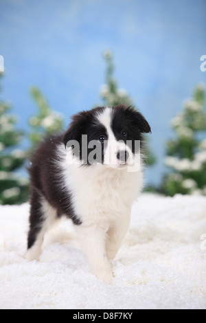 Border Collie, cucciolo, 11 settimane |Border Collie, Welpe, 11 Wochen Foto Stock