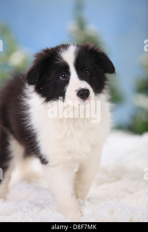 Border Collie, cucciolo, 11 settimane |Border Collie, Welpe, 11 Wochen Foto Stock