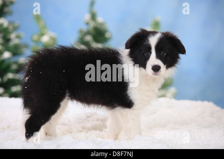 Border Collie, cucciolo, 11 settimane |Border Collie, Welpe, 11 Wochen Foto Stock