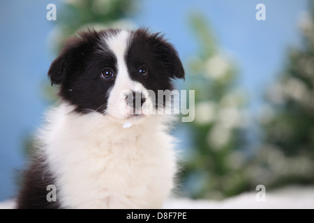 Border Collie, cucciolo, 11 settimane |Border Collie, Welpe, 11 Wochen Foto Stock