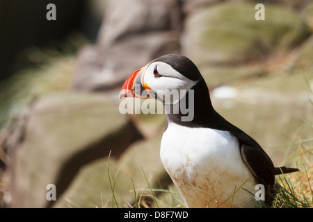 Puffin 'Fratercula arctica' sull isola di fiocco, farne Islands, Northumberland Foto Stock