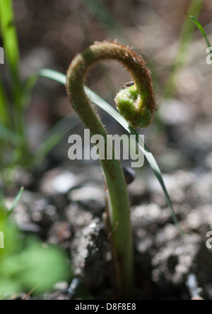 Impianto rottura attraverso Foto Stock