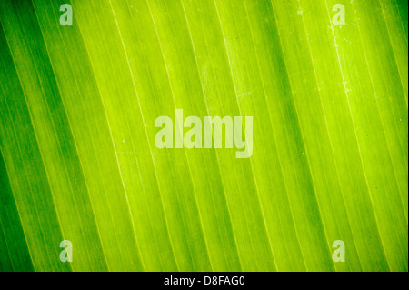 Estratto di foglie di banana in background. Foto Stock